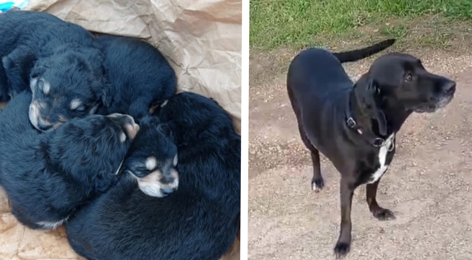 Cane Cuccioli2