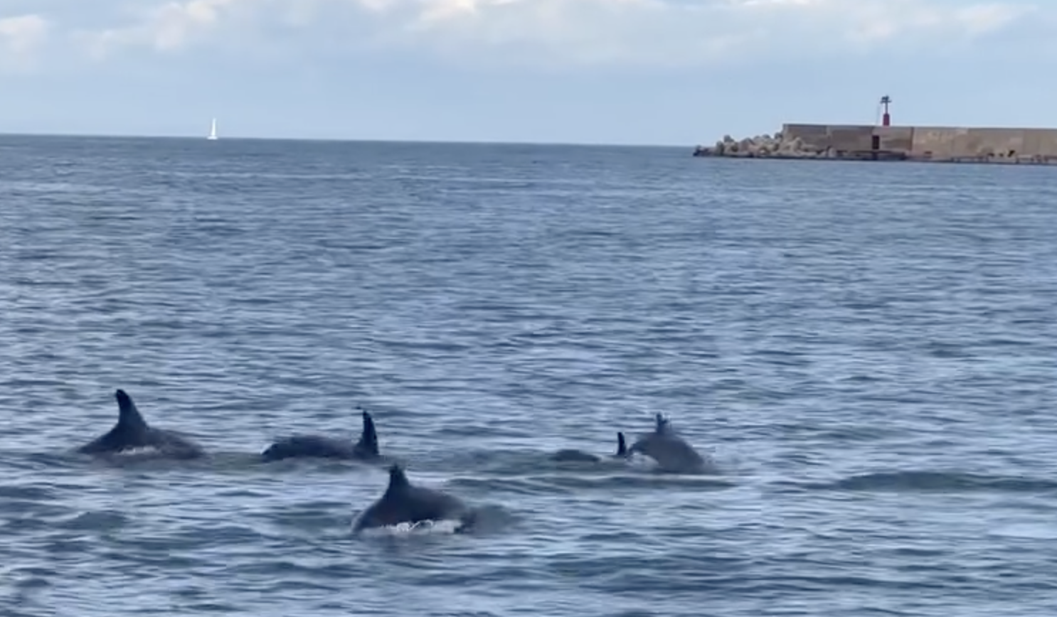 Delfini Porto