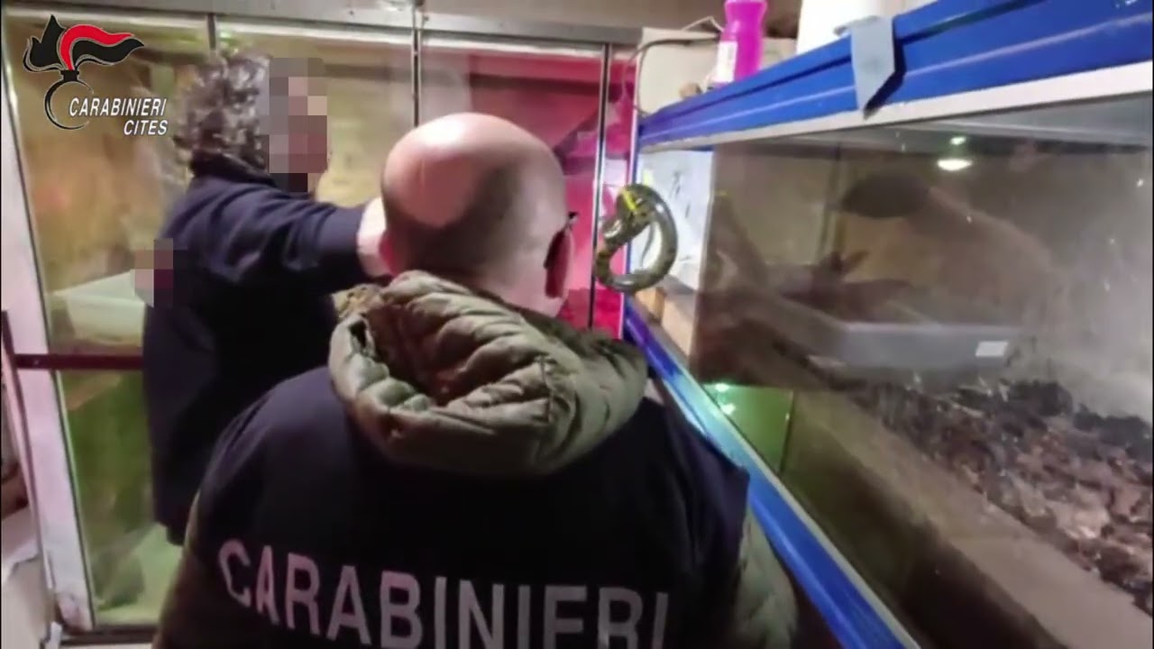 Dietro La Finta Parete Nasconde Anaconda E Pitoni, Boa E Un Caimano: Scoperta Shock A Sannicandro – Video