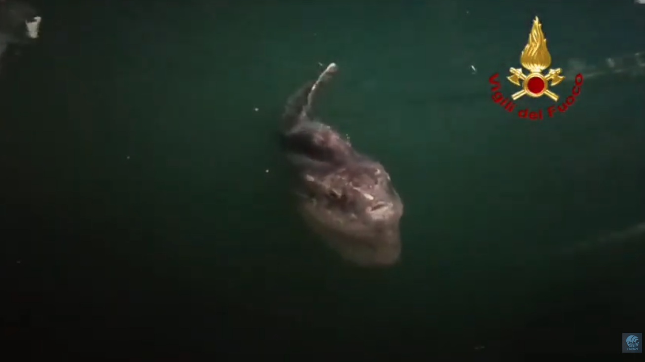 Pesce Luna