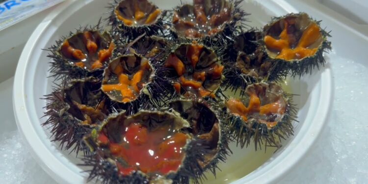 Ricci Di Mare A Peso D’oro, A Bari Fino A 10 Euro Al Pezzo: Fermo Pesca E Import Cambiano I Listini – Video