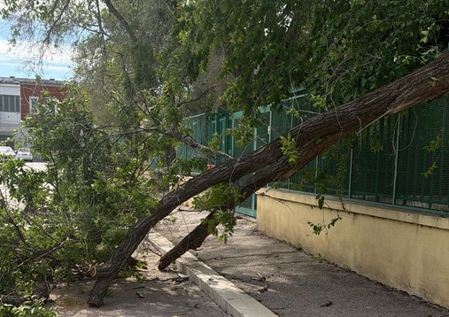 Albero Orta Nova