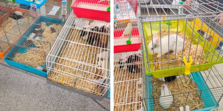 Animali In Gabbia