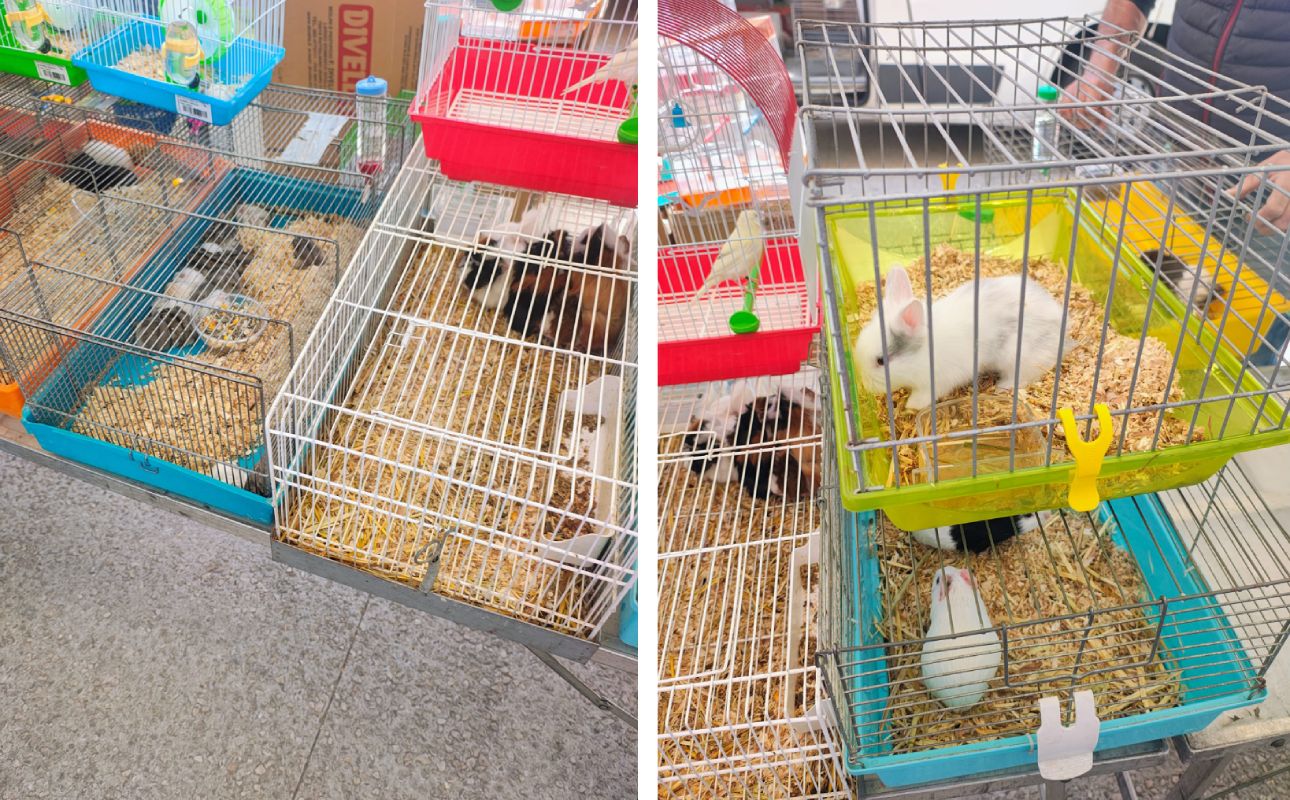 Animali In Gabbia