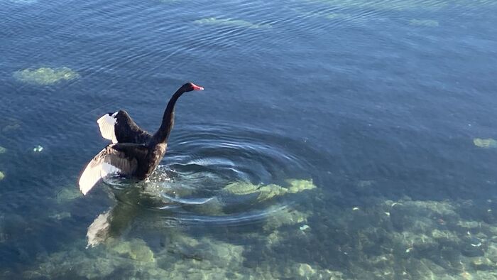 Cigno