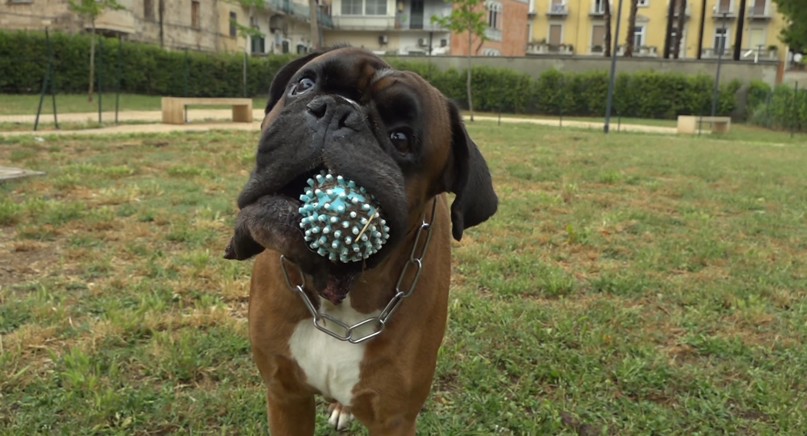 Cane Parco Maugeri