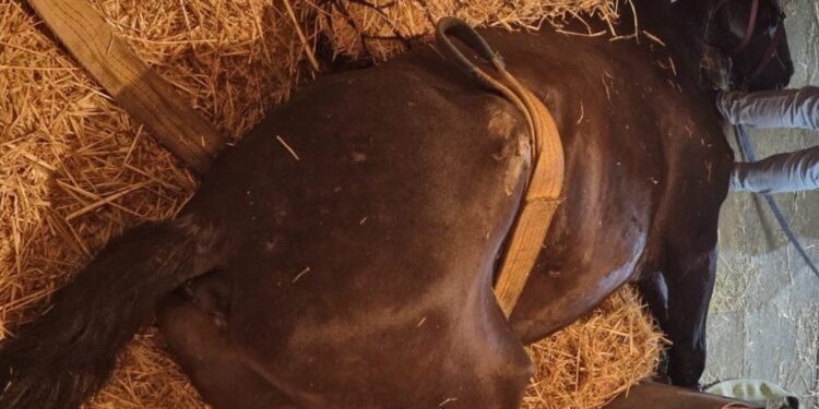 Cavallo Vigili Del Fuoco