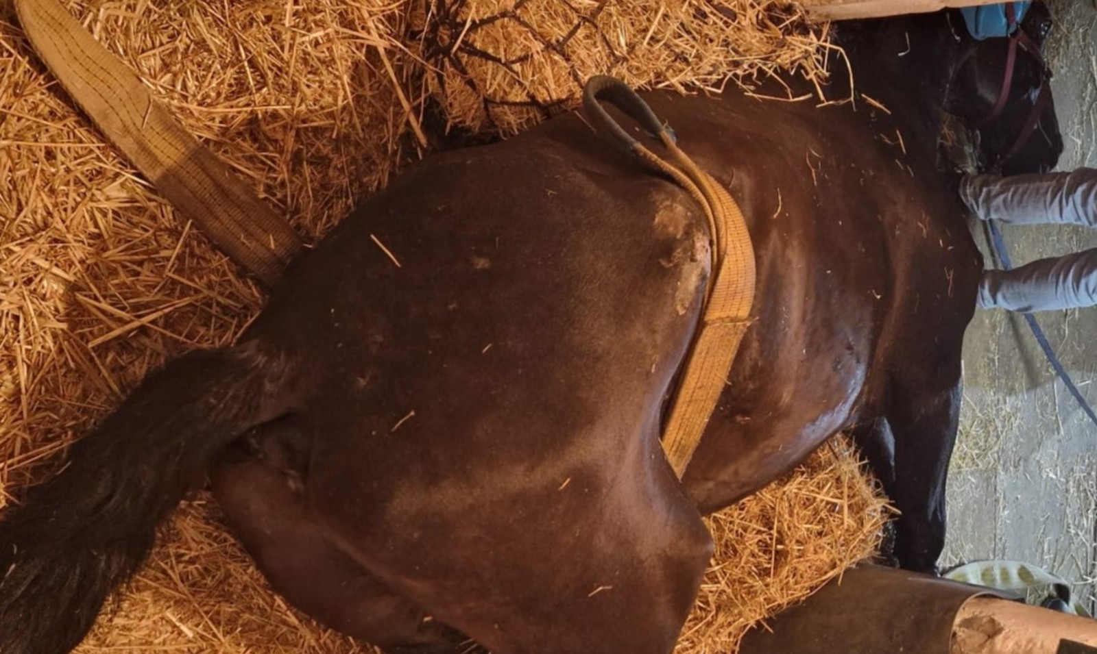Cavallo Vigili Del Fuoco