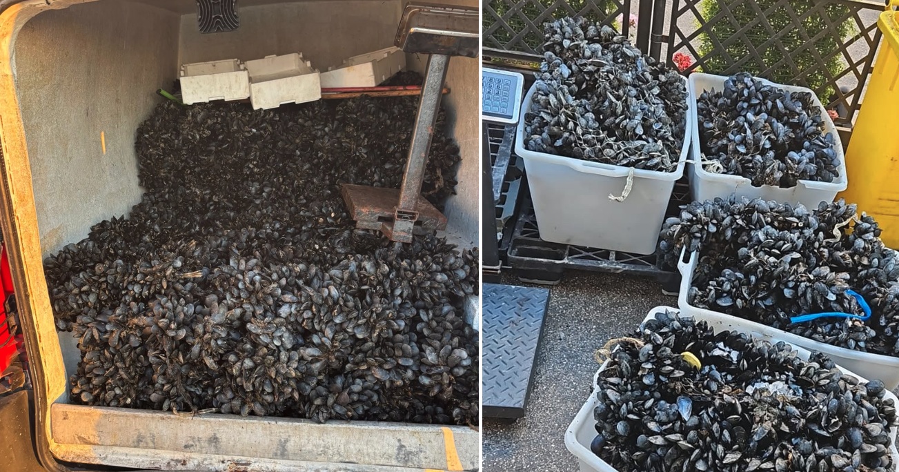 Cozze Ev