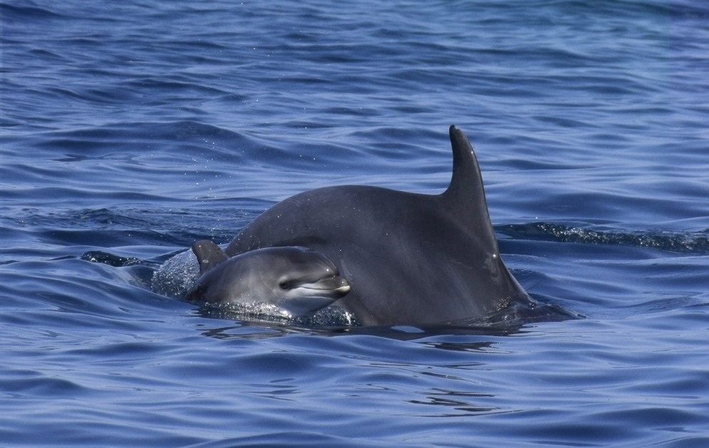 Delfino