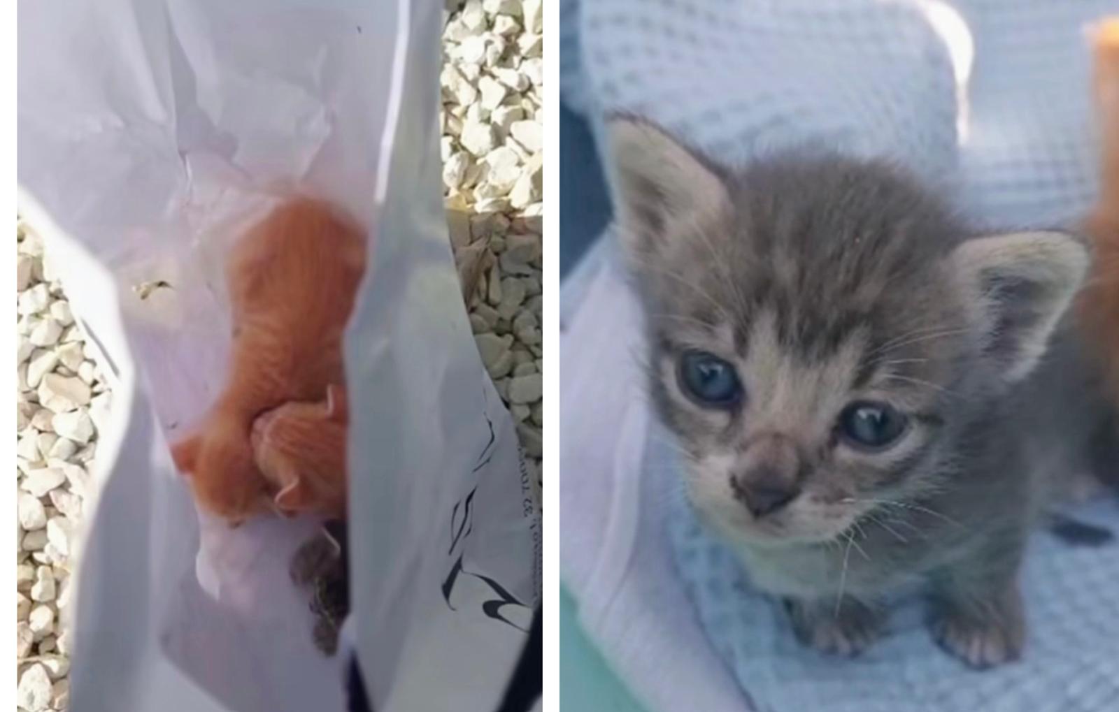 Gatti Busta
