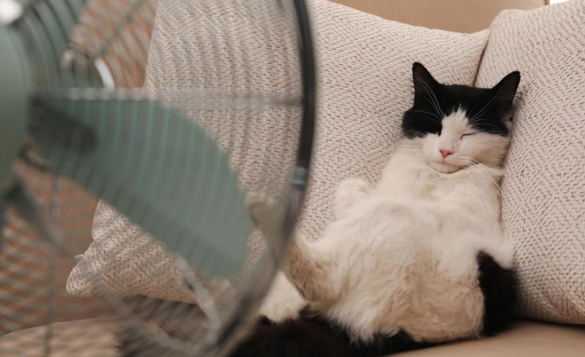 Gatto Caldo