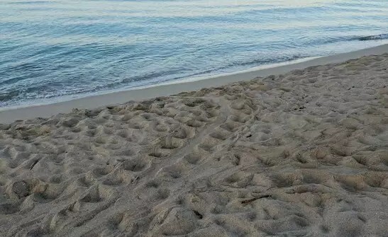 Nido Tartarughe Spiaggia Ugento