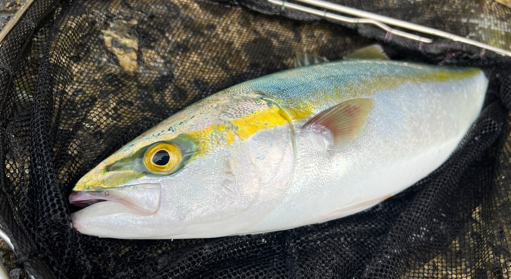 Ricciola Giapponese